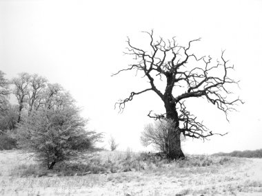 Abgestorbener Baum im Winter