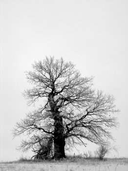 Einsamer Baum im Winter